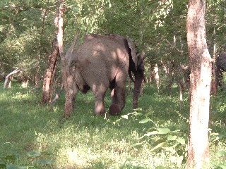 Elephants